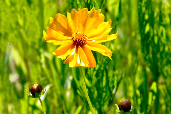 Flower near the parking lot